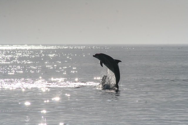 dolphin leap 1