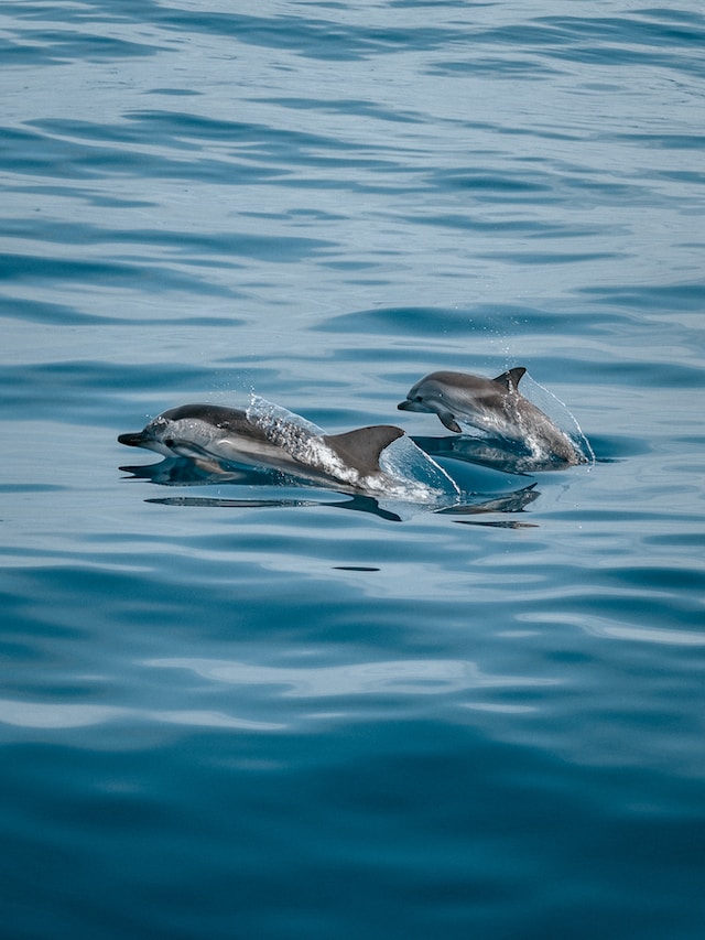 dolphin mom baby 1